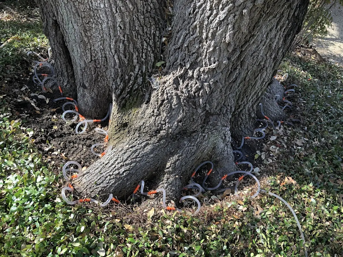 Detailed Tree Cabling and Bracing job site in American Falls