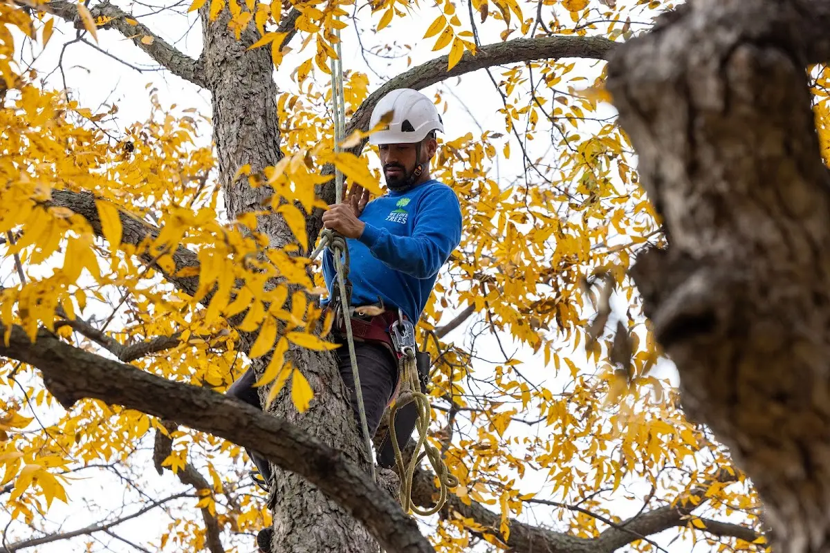 Skilled Tree Pruning crew working in American Falls