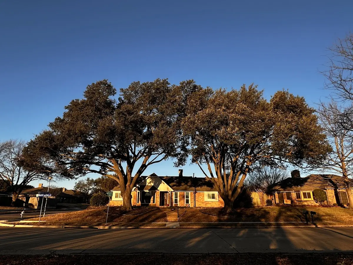 Established residential canopy tree shading a home in American Falls